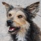 CODY ... GANZ GOLDIGER HUNDEKNABE! - Rüde