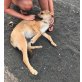 CODY, Toller Mix Welpen - Rüde