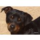 COGNAC, Pinscher-Mix träumt v.einemLeb.nachd. Tierhm. - Rüde