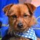 COKE - Linares, Yorkshire-Terrier-Mischling, kastriert - Rüde