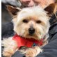 COKE - Linares, Yorkshire-Terrier, kastriert - Rüde