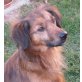 COLBY - Pflegestelle Steiermark, Spaniel-Mix - Rüde