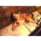 COLETA, Pflegestelle Burgenland, intelligente Küsserkönigin - PINSCHER-Mix - Hündin
