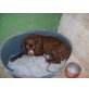 COLIN, Spaniel Mix - Rüde