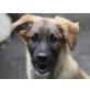 COMET, statt Hundehölle-Hundehimmel?Mischlg. Welpen - Rüde