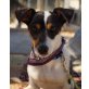 COMINO, Jack-Russell-Terrier-Mix, kastriert - Rüde