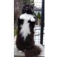 CONCHITA, Maine Coon - Katze