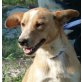 CONGO - Pflegestelle Salzburg, dankbarer, anhänglicher Basenji-Mix - Rüde