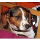 CONNIE, Pflegestelle Tirol, Kann ich dir vertrauen? - Hündin
