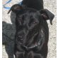 CONNY 5, Pflegestelle Oberösterreich, SPIEL BALL MIT MIR! Süße Pinscher-Mix - Hündin