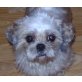 CONY, Pflegestelle Niederösterreich, perfekte kleine Kuschelmaus - Shi Tzu - Hündin