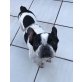 COOKIE, Französische Bulldogge - Rüde