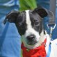 COOKIE - Linares, Jack-Russell-Mischling, kastriert Welpen - Rüde