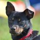 COOKIE, Zwergpinscher-Mischling, kastriert - Rüde