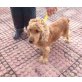 COOPER, Cockerspaniel - Hündin