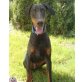 COOPER, Dobermann - Rüde