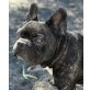 COOPER, Französische Bulldogge - Rüde