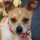 COQUE - Ubeda, Jack-Russell-Terrier-Mischling, kastriert - Rüde