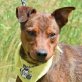 COQUI - kastriert, Pinscher ähnlicher Mischling - Rüde