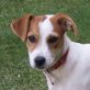 CORA, Jack-Russell-Mischling, unkastriert Welpen - Hündin