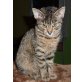 CORA, Tierschutz - Katze