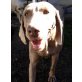 CORA, Weimaraner - Hündin