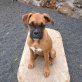 CORDIA, Boxer Welpen - Hündin