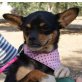CORINNA, Pinscher Mischling - Hündin