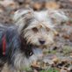 CORTES, Yorkie-Mix (22cm), jastriert, ca. 2 Jahre - Hündin