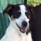 CORY, Jack-Russell-Mischling, kastriert - Rüde