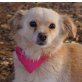 COSETTE - Ubeda, Chihuahuamischling, kastriert - Hündin