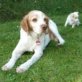 COSME, ca. 8 Jahre, Epagneul Breton (Setter), kastriert,  - Rüde
