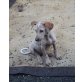 COSY, Podenco Canario Welpen - Hündin