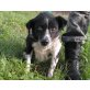 CRASH, Pflegestelle Niederösterreich, UNFALLOPFER - älterer Border-Collie-Mix - Rüde