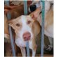 CREMA, Podenco Canario - Hündin