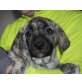 CROC, Pflegestelle NÖ, Dogo-Argentino/Cane Corso Welpen - Rüde