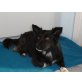 CSILLA - Pflegestelle Niederösterreich, bildhübsche Border Collie - Mischlings - Hündin