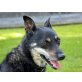 CSILLA, Terrier Mischung - Hündin