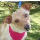 CUBA - kastriert, Pinscher-/Dackel-Mischling - Hündin
