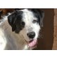 CUJO, sucht dringend 'seinen'Menschen/Mischling - Rüde