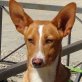CUMBIA, Podenco-Mischling - kastriert Welpen - Hündin