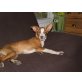 CUPPER, Podenco Mischling, verspielt, lieb - Rüde