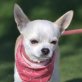 CURRO, Chihuahua, kastriert Welpen - Rüde