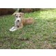 CURRO & INES, Labrador-Galgo-Mix Welpen - Hündin