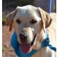 CURRO - Linares, Labrador Retriever - kastriert - Rüde