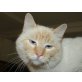 CURRO, Siamesen - Kater