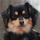 CURTIS - Linares, Chihuahua-Mischling, kastriert - Hündin