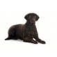 Caba, Curly-Coated Retriever - Hündin