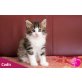 Cadis, Norwegische Waldkatze - Katze
