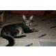 Cadre Noir, Javanese / Mandarin - Kater
